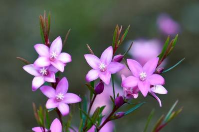 【ガーデニング】ロマンチックな流通名の花５選。植物の正式な名前を知っておこう！初心者に役立つ基礎知識（サムネイル画像3）
