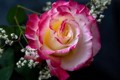 【ガーデニング】バラの冬仕事は1月からの今が本番！元肥を与え、苗を鉢に植えよう（サムネイル画像4）