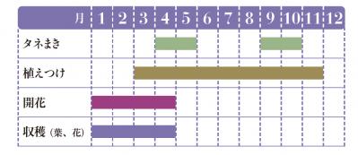 【ガーデニング】育てて楽しい多年草ハーブ【スイートバイオレット】の栽培方法と活用アイデア2選（サムネイル画像2）