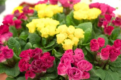 【ガーデニング】寒さの中で咲く花。クリスマスローズほか【11選】で庭やベランダを明るく！（サムネイル画像4）