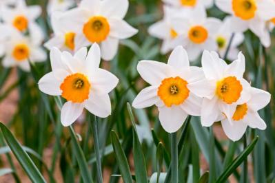 【ガーデニング】寒さの中で咲く花。クリスマスローズほか【11選】で庭やベランダを明るく！（サムネイル画像7）