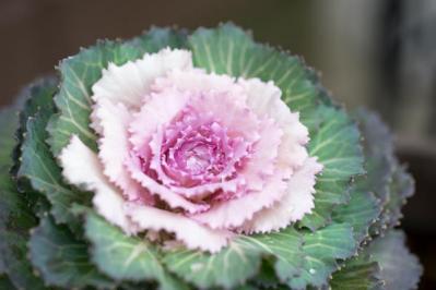 【ガーデニング】寒さの中で咲く花。クリスマスローズほか【11選】で庭やベランダを明るく！（サムネイル画像14）