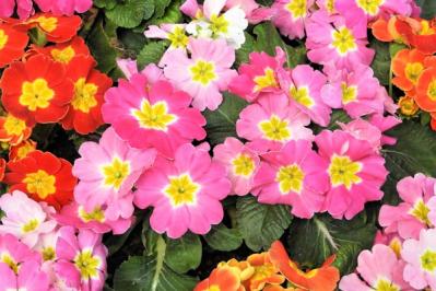 【ガーデニング】寒さの中で咲く花。クリスマスローズほか【11選】で庭やベランダを明るく！（サムネイル画像3）