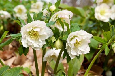 【ガーデニング】寒さの中で咲く花。クリスマスローズほか【11選】で庭やベランダを明るく！（サムネイル画像16）