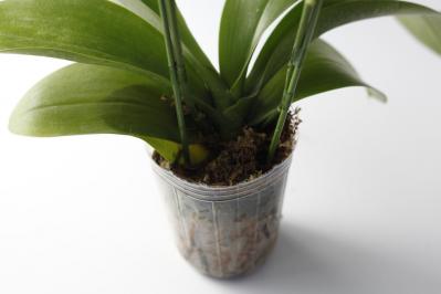 【洋ラン】植え替えずにOK！ 部屋が華やぐ吉谷桂子さん流の飾り方【冬に咲く花】（サムネイル画像3）