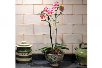 【洋ラン】ひと手間かけて室内で長く楽しむ！ 吉谷桂子さん流アレンジ【冬に咲く花】（サムネイル画像）