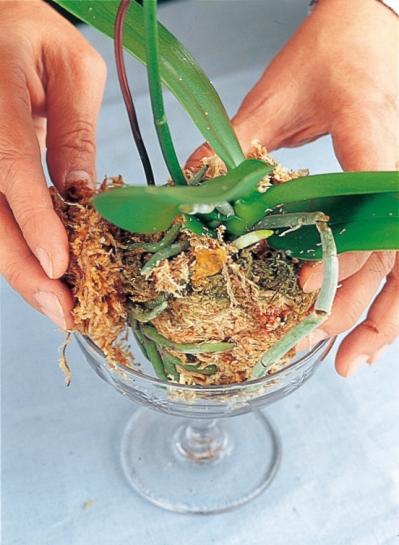 【洋ラン】ひと手間かけて室内で長く楽しむ！ 吉谷桂子さん流アレンジ【冬に咲く花】（サムネイル画像5）