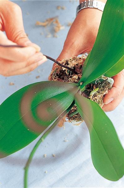 【洋ラン】ひと手間かけて室内で長く楽しむ！ 吉谷桂子さん流アレンジ【冬に咲く花】（サムネイル画像3）