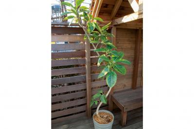 【ガーデニング】大型観葉植物の植えかえ方。フィカスを8号鉢から10号鉢へ植えかえる