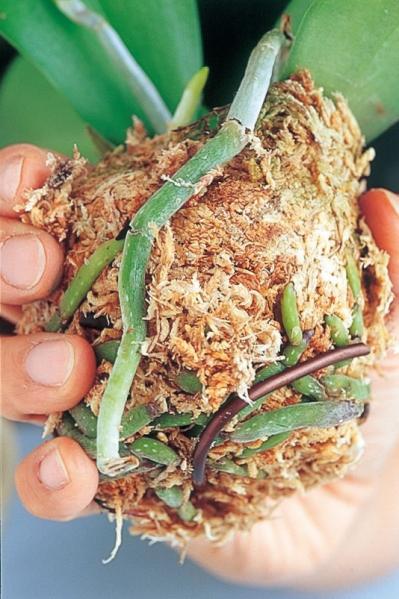 【洋ラン】ひと手間かけて室内で長く楽しむ！ 吉谷桂子さん流アレンジ【冬に咲く花】（サムネイル画像4）