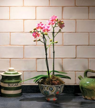 【洋ラン】ひと手間かけて室内で長く楽しむ！ 吉谷桂子さん流アレンジ【冬に咲く花】（サムネイル画像6）