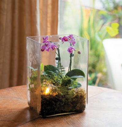 【洋ラン】相性のよいシダ植物との寄せ植え＆寄せ置きでより魅力的！（サムネイル画像3）