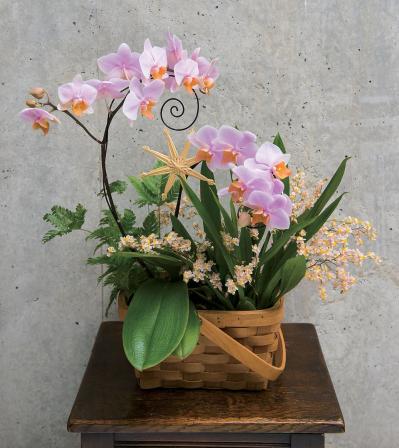 【洋ラン】相性のよいシダ植物との寄せ植え＆寄せ置きでより魅力的！（サムネイル画像6）