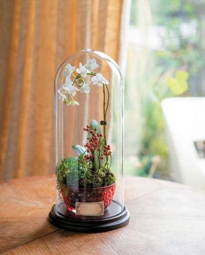 【洋ラン】相性のよいシダ植物との寄せ植え＆寄せ置きでより魅力的！（サムネイル画像2）