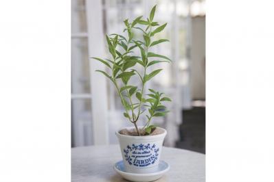 【ハーブガーデニング】香りでリフレッシュできる【レモンバーベナ】の栽培方法と活用アイデア2選