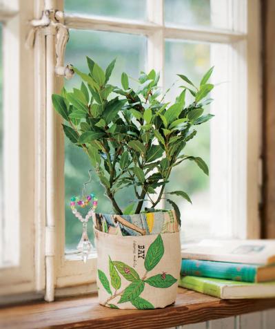 【ハーブガーデニング】料理にもクラフトにも使えて楽しい【ベイ】の栽培方法と活用アイデア3選（サムネイル画像4）