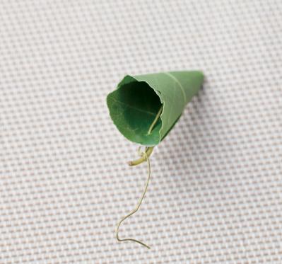 【ハーブガーデニング】料理にもクラフトにも使えて楽しい【ベイ】の栽培方法と活用アイデア3選（サムネイル画像9）