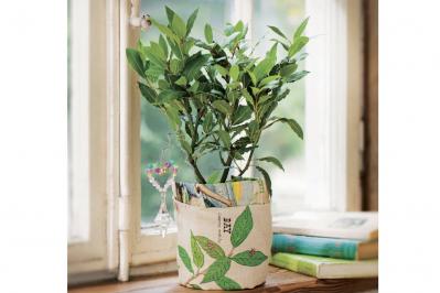 【ハーブガーデニング】料理にもクラフトにも使えて楽しい【ベイ】の栽培方法と活用アイデア3選