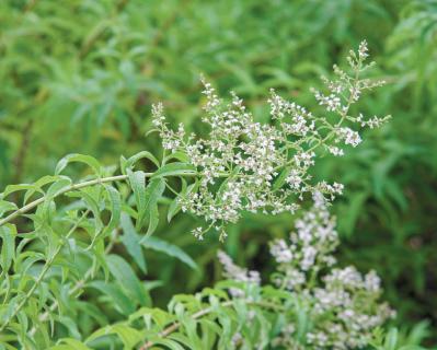 【ハーブガーデニング】香りでリフレッシュできる【レモンバーベナ】の栽培方法と活用アイデア2選（サムネイル画像5）