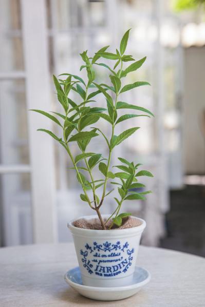 【ハーブガーデニング】香りでリフレッシュできる【レモンバーベナ】の栽培方法と活用アイデア2選（サムネイル画像4）