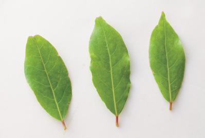 【ハーブガーデニング】料理にもクラフトにも使えて楽しい【ベイ】の栽培方法と活用アイデア3選（サムネイル画像3）