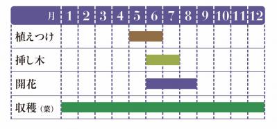 【ハーブガーデニング】香りでリフレッシュできる【レモンバーベナ】の栽培方法と活用アイデア2選（サムネイル画像2）