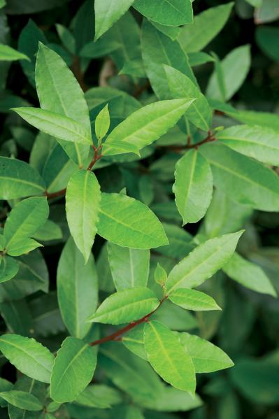 【ハーブガーデニング】料理にもクラフトにも使えて楽しい【ベイ】の栽培方法と活用アイデア3選（サムネイル画像5）