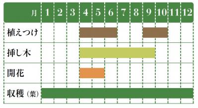 【ハーブガーデニング】料理にもクラフトにも使えて楽しい【ベイ】の栽培方法と活用アイデア3選（サムネイル画像2）