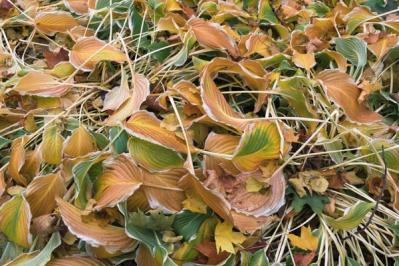 【ガーデニング】宿根草のお手入れは、地上がすっきりする冬が適期！花いっぱいの大株を目指そう（サムネイル画像2）