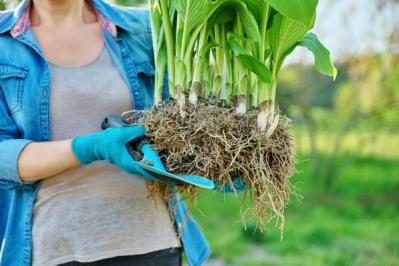 【ガーデニング】宿根草のお手入れは、地上がすっきりする冬が適期！花いっぱいの大株を目指そう（サムネイル画像8）