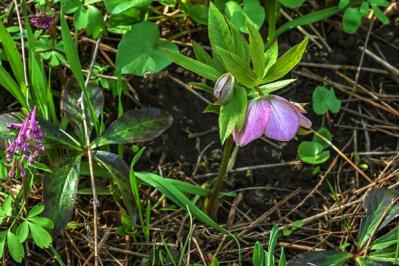 【ガーデニング】宿根草のお手入れは、地上がすっきりする冬が適期！花いっぱいの大株を目指そう（サムネイル画像5）