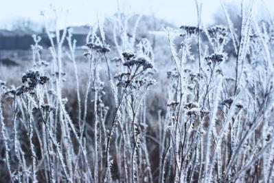 【ガーデニング】宿根草のお手入れは、地上がすっきりする冬が適期！花いっぱいの大株を目指そう（サムネイル画像3）