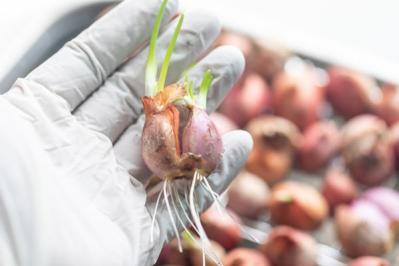 【ガーデニング】宿根草のお手入れは、地上がすっきりする冬が適期！花いっぱいの大株を目指そう（サムネイル画像10）