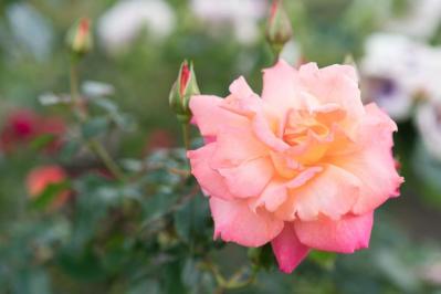 【ガーデニング】バラの休眠期のお手入れは？冬ならではの病害虫予防も（サムネイル画像5）