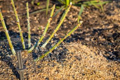 【ガーデニング】バラの休眠期のお手入れは？冬ならではの病害虫予防も（サムネイル画像4）