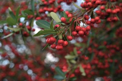 【ガーデニング】かわいい赤い実がなる植物【8選】鉢植えでも育てられる！（サムネイル画像4）