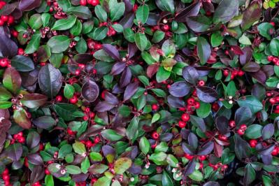 【ガーデニング】かわいい赤い実がなる植物【8選】鉢植えでも育てられる！（サムネイル画像9）