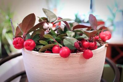 【ガーデニング】かわいい赤い実がなる植物【8選】鉢植えでも育てられる！（サムネイル画像2）