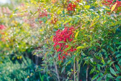 【ガーデニング】かわいい赤い実がなる植物【8選】鉢植えでも育てられる！（サムネイル画像10）