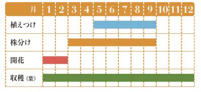 【ハーブガーデニング】薬用、食用、美容に幅広く使える【アロエ・ベラ】の栽培方法と活用アイデア2選（サムネイル画像2）