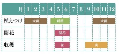 【ガーデニング】育てて楽しいハーブ【ローズ】の栽培方法と活用アイデア4選（サムネイル画像2）
