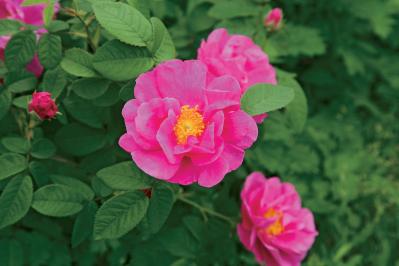 【ガーデニング】育てて楽しいハーブ【ローズ】の栽培方法と活用アイデア4選（サムネイル画像）