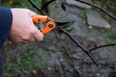 【ガーデニング】冬は落葉樹の剪定適期。どの枝を切ったらいいの？にアドバイス（サムネイル画像9）