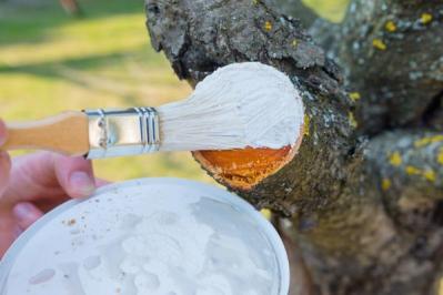 【ガーデニング】冬は落葉樹の剪定適期。どの枝を切ったらいいの？にアドバイス（サムネイル画像15）