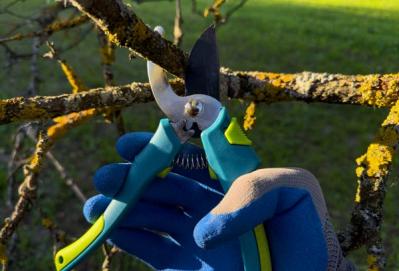 【ガーデニング】冬は落葉樹の剪定適期。どの枝を切ったらいいの？にアドバイス（サムネイル画像8）