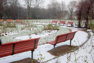 【ガーデニング】2月はバラの冬剪定の季節。剪定・誘引の計画を立て、イメージトレーニングを！（サムネイル画像6）