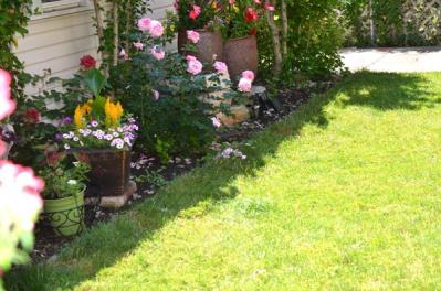 【ガーデニング】2月はバラの冬剪定の季節。剪定・誘引の計画を立て、イメージトレーニングを！（サムネイル画像5）