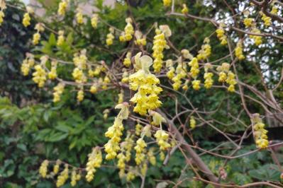 【ガーデニング】梅が咲いた！春の訪れを告げる花木［12選］鉢植えでも育てやすい  （サムネイル画像22）