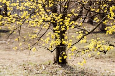【ガーデニング】梅が咲いた！春の訪れを告げる花木［12選］鉢植えでも育てやすい  （サムネイル画像19）