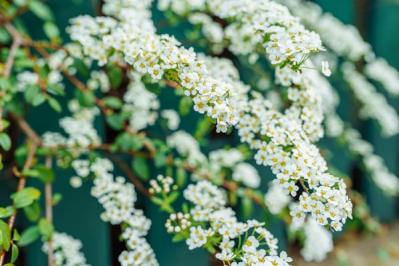 【ガーデニング】梅が咲いた！春の訪れを告げる花木［12選］鉢植えでも育てやすい  （サムネイル画像20）